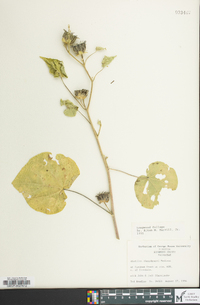 Abutilon theophrasti image