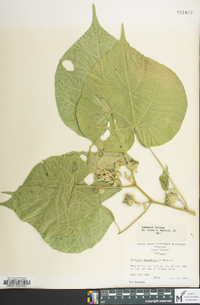 Abutilon theophrasti image