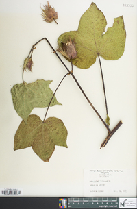 Gossypium hirsutum image