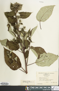 Hibiscus moscheutos image