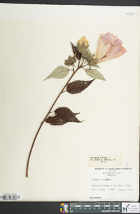 Hibiscus moscheutos image