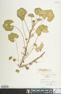 Malva neglecta image