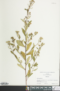 Sida rhombifolia image