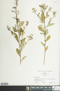 Sida rhombifolia image