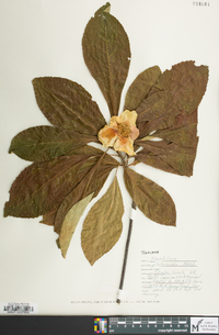 Franklinia alatamaha image