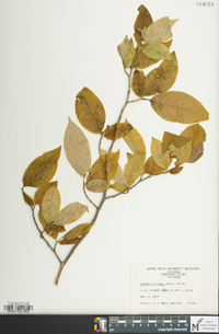 Stewartia ovata image