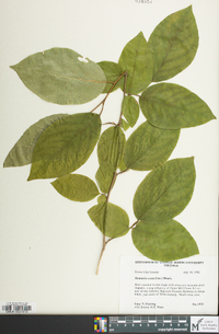 Stewartia ovata image