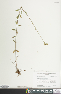 Hypericum virgatum image