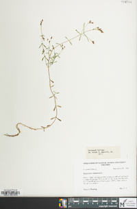 Hypericum canadense image