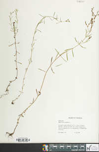 Hypericum canadense image