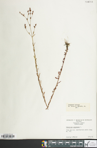 Hypericum canadense image