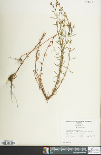 Hypericum canadense image