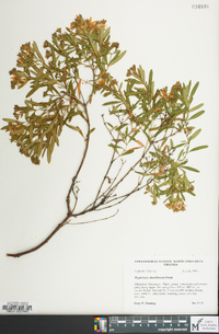 Hypericum densiflorum image