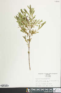 Hypericum densiflorum image