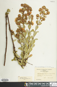 Hypericum crux-andreae image