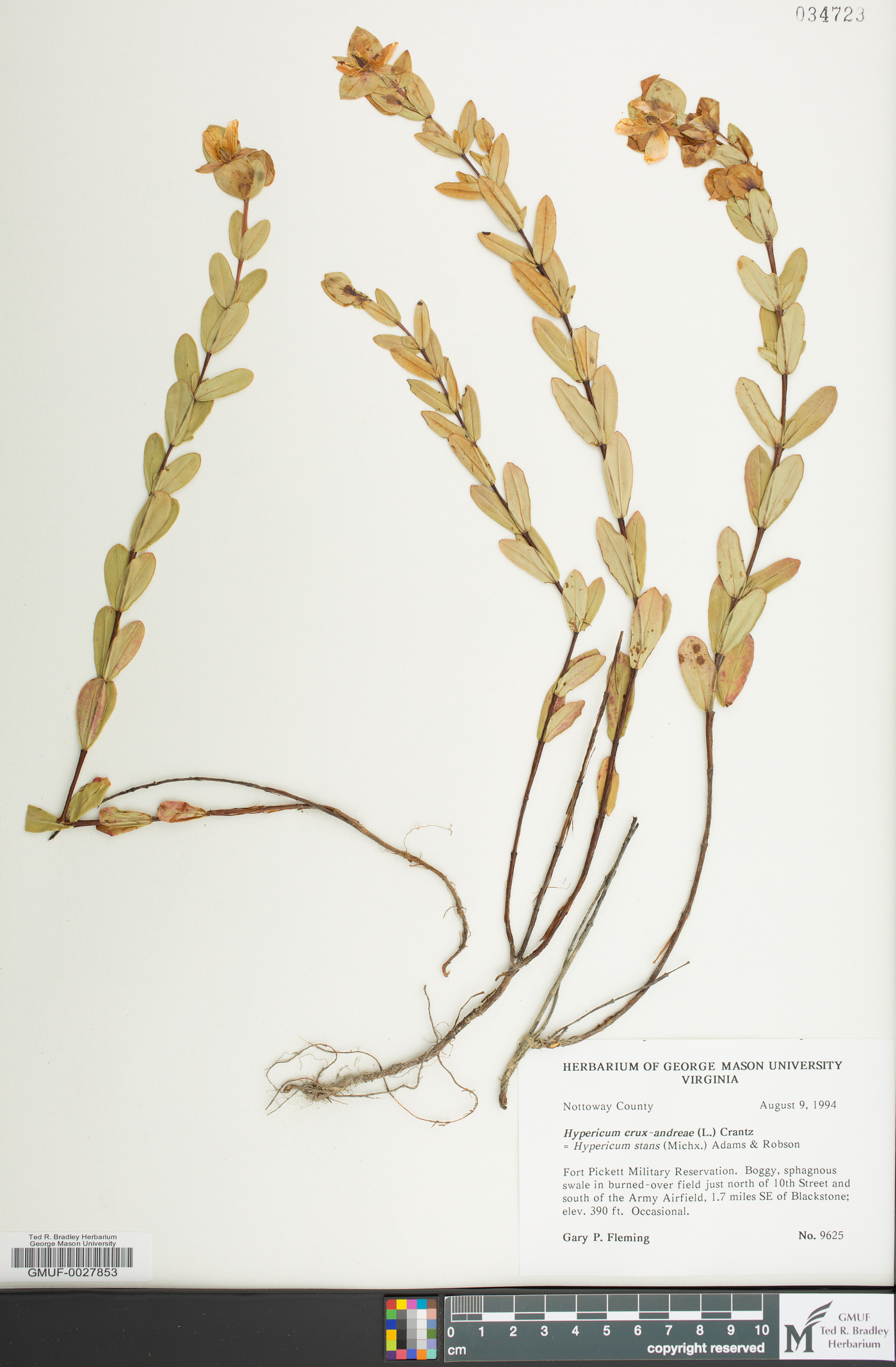 Hypericum crux-andreae image