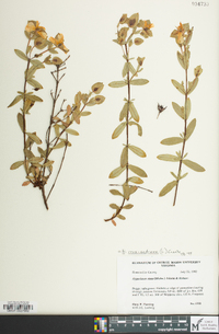 Hypericum crux-andreae image