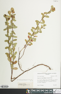 Hypericum crux-andreae image