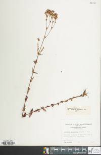 Hypericum gymnanthum image