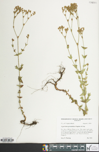 Hypericum gymnanthum image