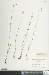 Hypericum gymnanthum image