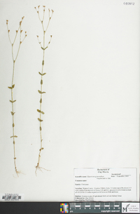 Hypericum gymnanthum image