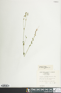 Hypericum gymnanthum image