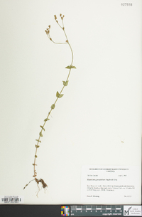 Hypericum gymnanthum image