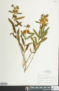 Hypericum prolificum image