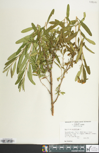 Hypericum prolificum image