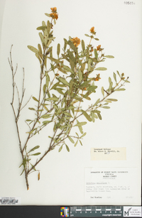 Hypericum prolificum image