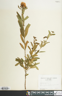 Hypericum prolificum image