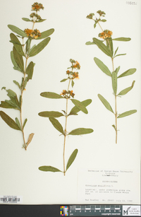 Hypericum prolificum image