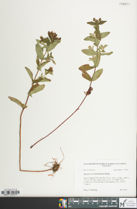 Hypericum mitchellianum image