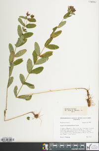 Hypericum mitchellianum image