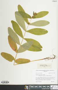 Hypericum tubulosum image