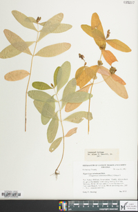 Hypericum tubulosum image