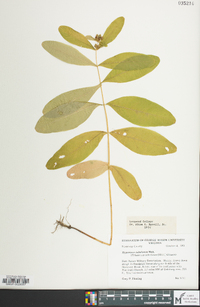 Hypericum tubulosum image