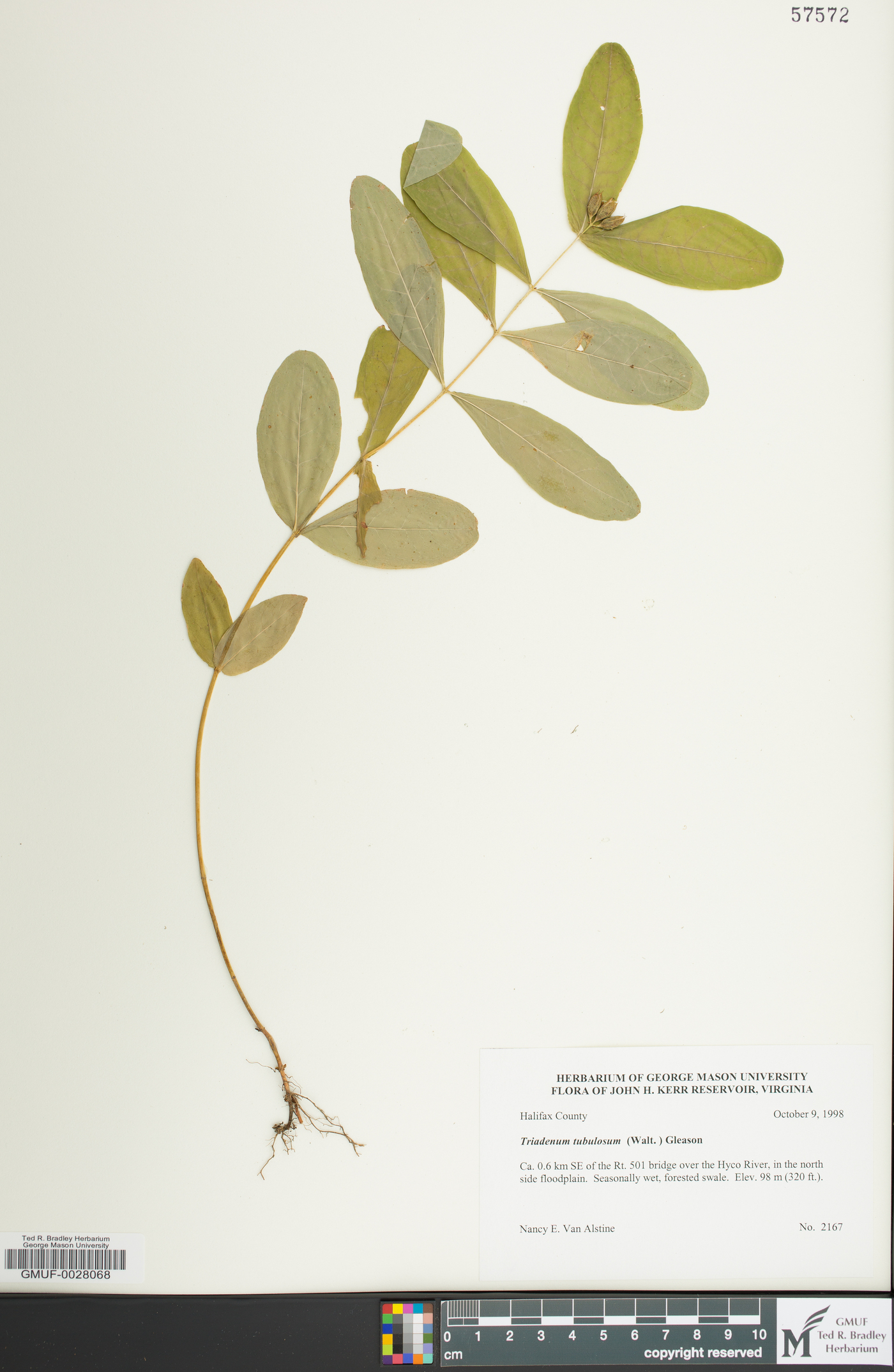 Hypericum tubulosum image