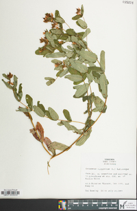 Hypericum virginicum image