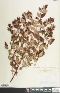 Hypericum virginicum image