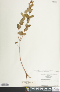 Hypericum virginicum image