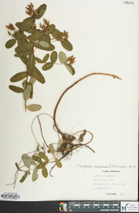 Hypericum virginicum image