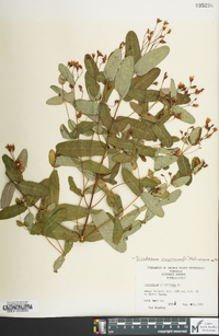 Hypericum virginicum image