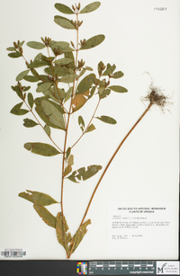 Triadenum walteri image