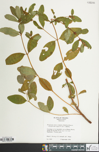 Hypericum walteri image