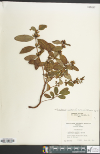 Hypericum walteri image