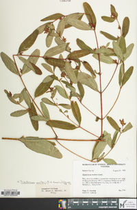 Hypericum walteri image