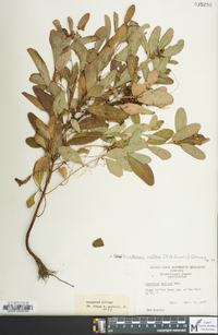 Hypericum walteri image