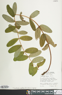 Hypericum walteri image